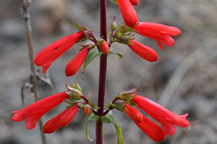 Firecracker Penstemon is a robust hardy Penstemon that grows up to 2 or 3 feet in size. Its showy red flowers are handsomely contrasted with the short green sepals and reddish stems. Penstemon eatonii Firecracker Penstemon is a robust hardy Penstemon that grows up to 2 or 3 feet in size. Its showy red flowers are handsomely contrasted with the short green sepals and reddish stems. Penstemon eatonii